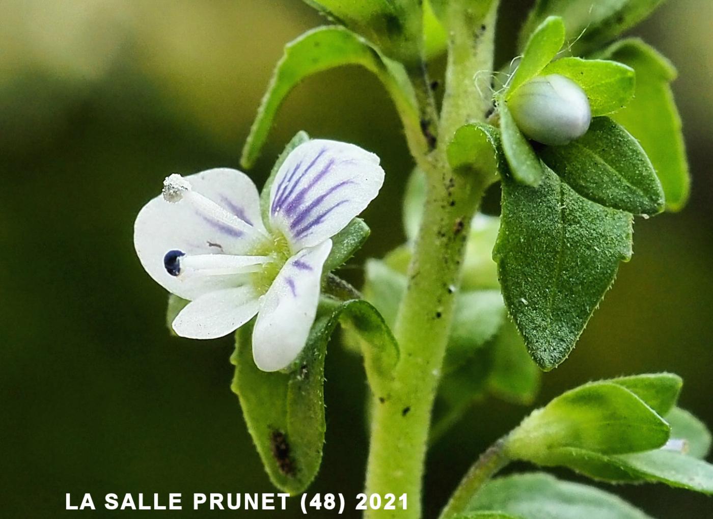 Speedwell, Thyme-leaved flower